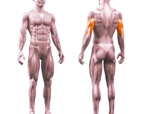 Triceps