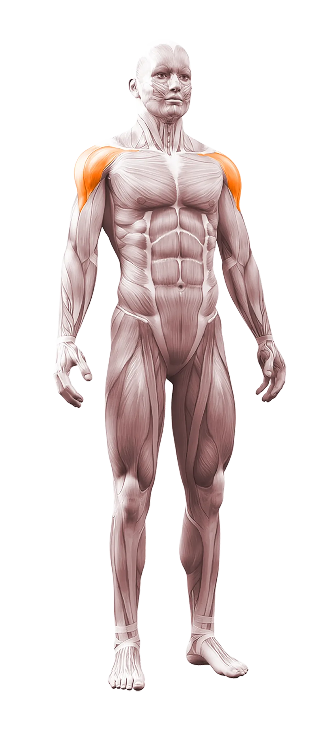 deltaoid