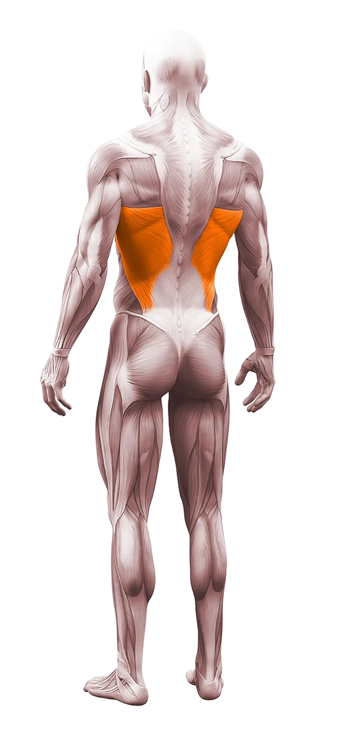 latissimus